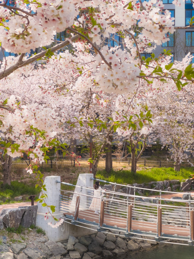벚꽃과 하천의 풍경이 아름다운 부산벚꽃명소💗
