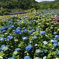 竹子湖ㄧ日遊