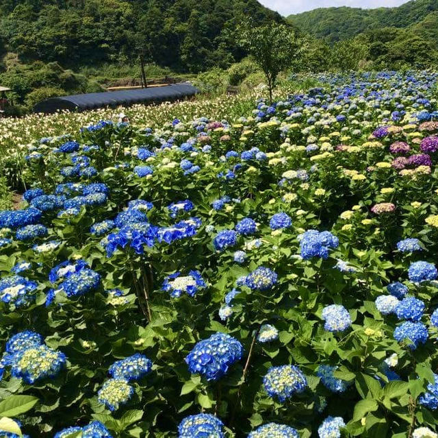 竹子湖ㄧ日遊