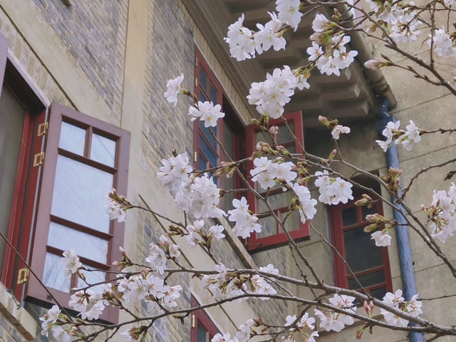 比日本更好看的櫻花🌸武漢賞櫻2025