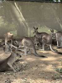布里斯班景點推介：一日自駕遊——Lone Pine Koala Sanctuary+Gold Coast