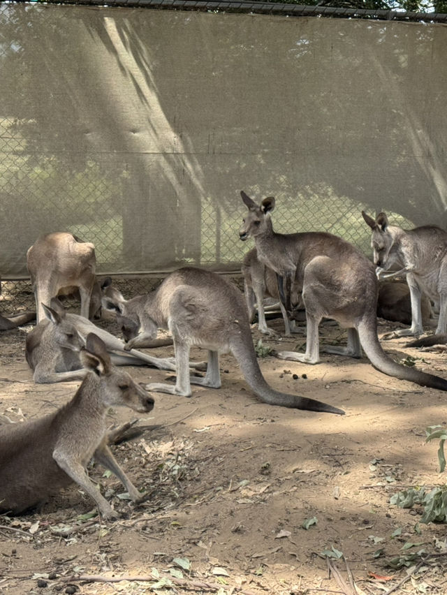 布里斯班景點推介：一日自駕遊——Lone Pine Koala Sanctuary+Gold Coast