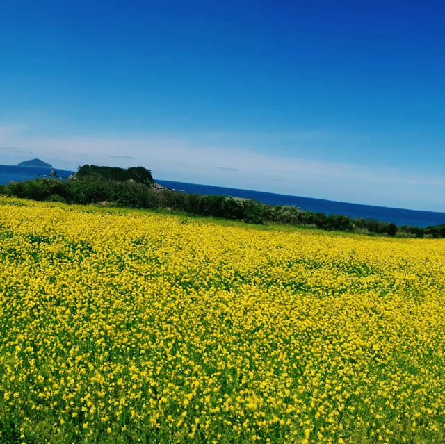 四季折々の花と海が楽しめる公園⛲️