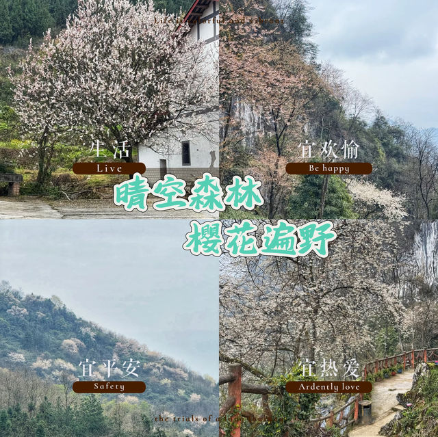 晴空森林🌸櫻花如海
