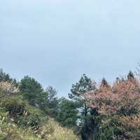 晴空森林🌸櫻花如海