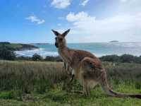 Cape Hillsborough: Where Kangaroos Greet the Sunrise