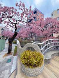 【熱海】河津桜より早い?!🌸お花見でやるべき3つのこと