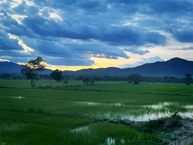 ชมวิวทุ่งนาเด่นชัย 🌾🍚