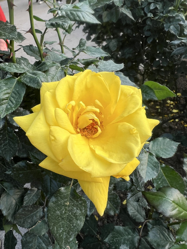 人民公園花展！人比花美還是花比人豔😼