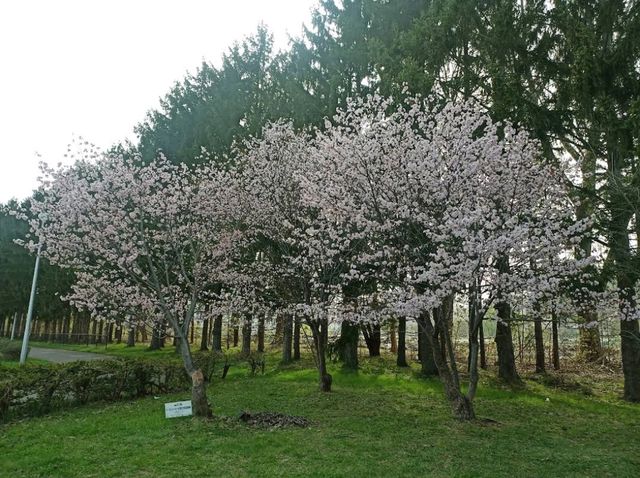 Makomanai Park