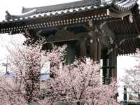 【埼玉県】埼玉でここだけ！熊谷桜が見られる「石上寺」