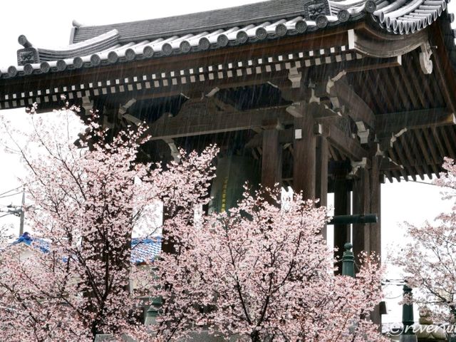 【埼玉県】埼玉でここだけ！熊谷桜が見られる「石上寺」