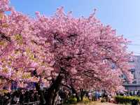 Catching the earliest Sakura !