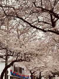 A Perfect Spot for a Romantic Spring Date!