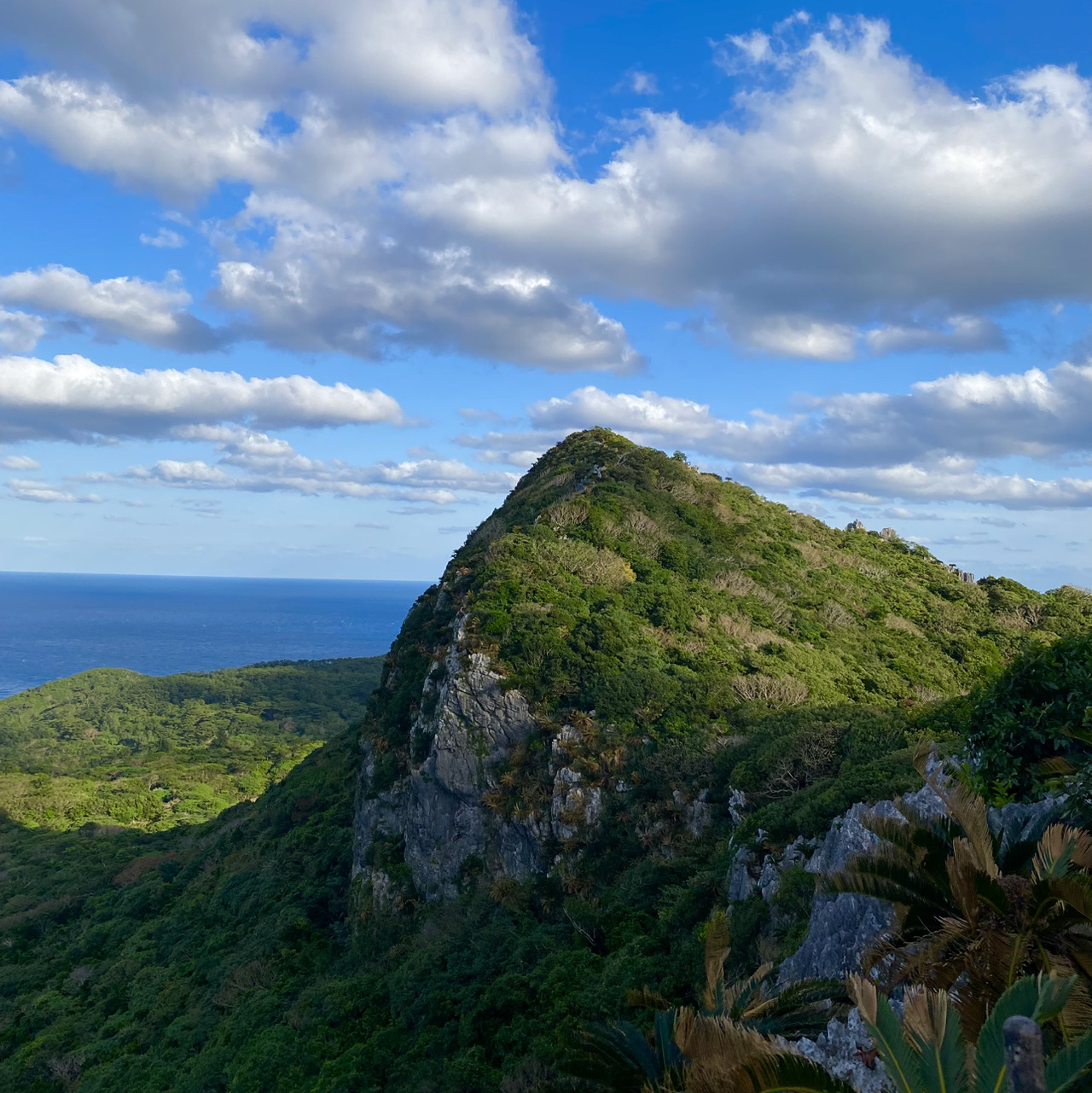 🌿ASMUI Spiritual Hikesで神秘の森を散策🌿 | Trip.com 国頭村