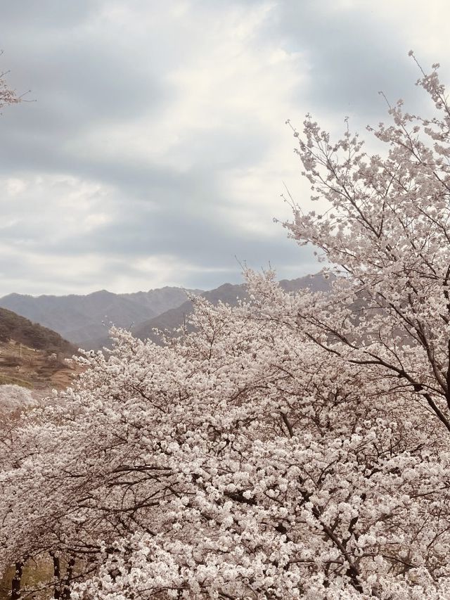 A Spiritual Spring Retreat 🧘‍♂️🌸