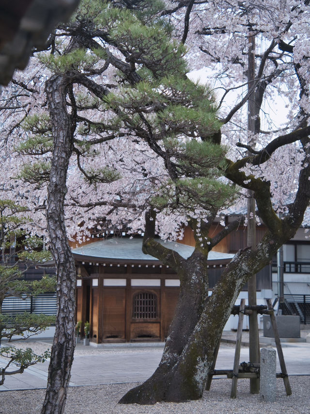 【愛知】行かなきゃ損‼️カメラ好きの憧れ✨額縁みたいな絶景🌸