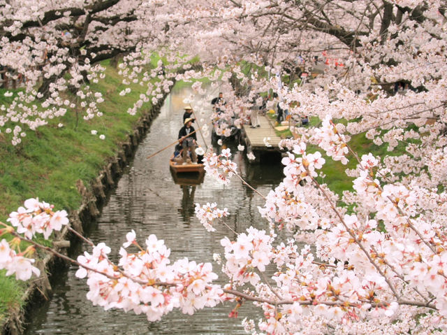 Chasing Sakura at Shingashi River in Kawagoe