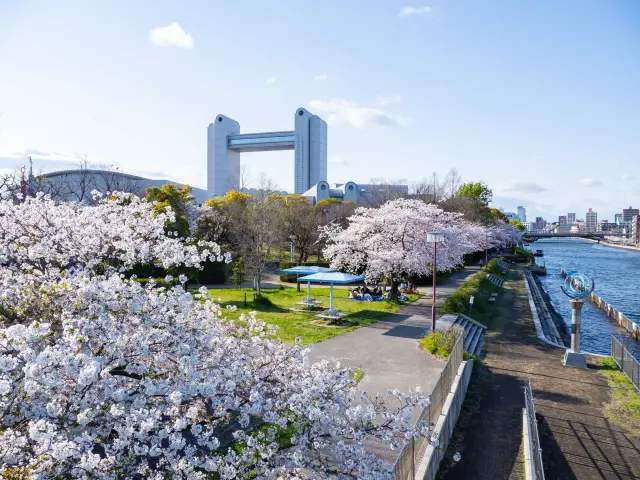 Chasing Sakura in Nagoya City