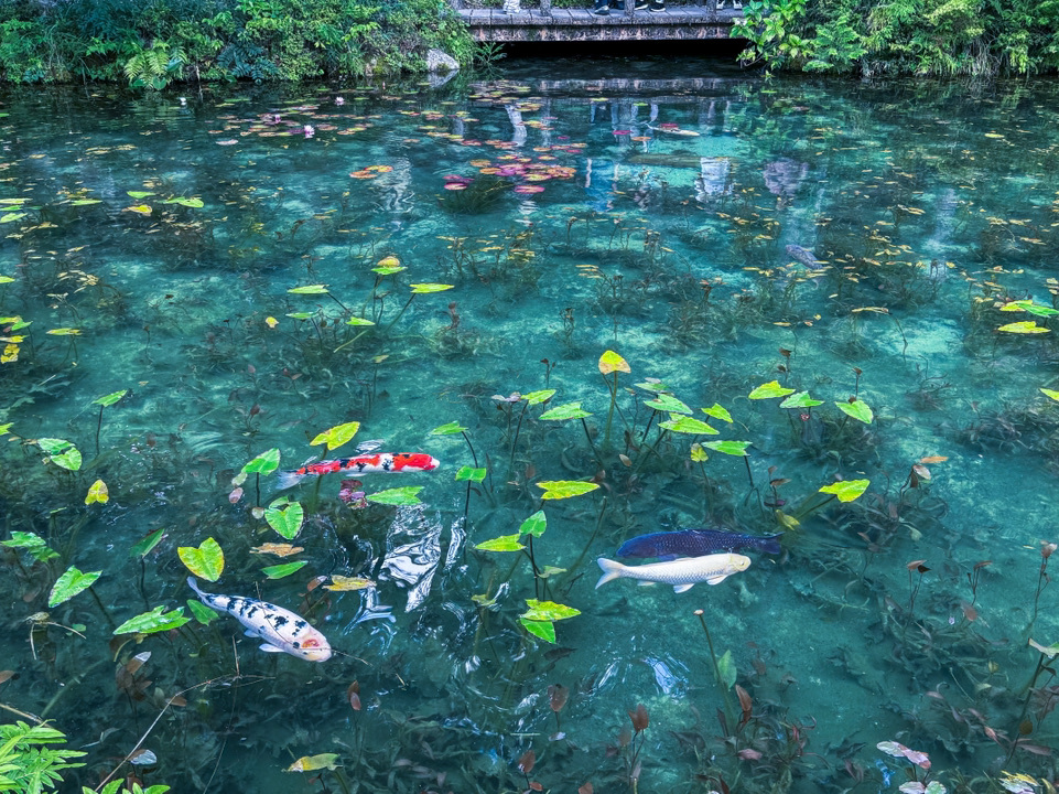 名もなき池（モネの池） | Trip.com 関市