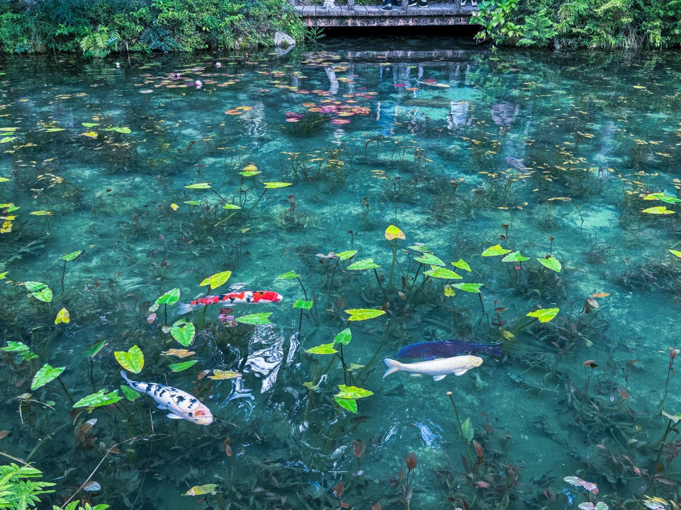 名もなき池（モネの池） | Trip.com 関市