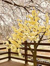 Pink Petal Promenade: Daecheongho's Extended Blossom Walk into Spring's Beauty