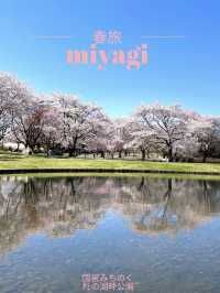 【宮城×春旅】水に映り込む桜の絶景 🥰 