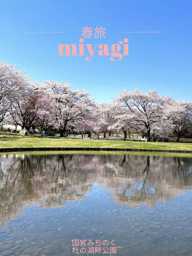 【宮城×春旅】水に映り込む桜の絶景 🥰 