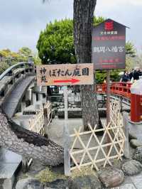 【神奈川県/鎌倉　豪華爛漫✨春ぼたんと桜が楽しめる美しい庭園】