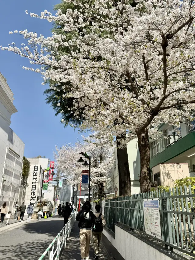 Spring Stroll in Blooming Omotesando🌷