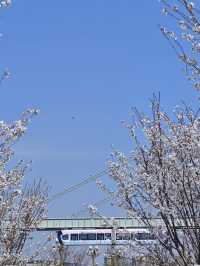 Wuhan Cherry Blossom Train Experience – A Must-See! 🌸🚋