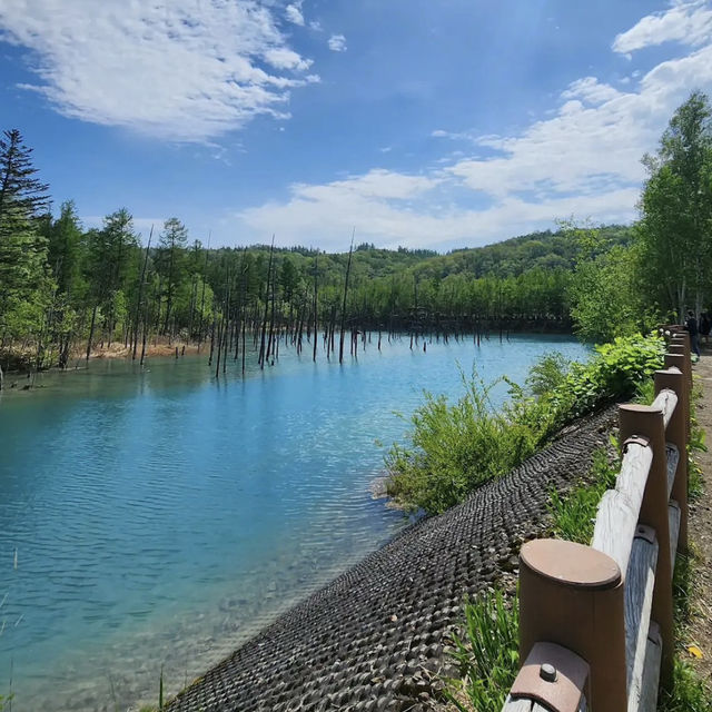 【北海道】🇯🇵 白金青い池