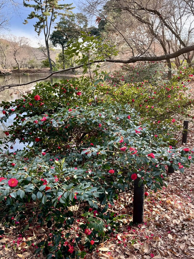Spring Blooms at Kyoto Botanical Gardens🌸