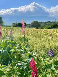 Spring Outing 🌸 Nasu Flower World – A Colorful Floral Paradise