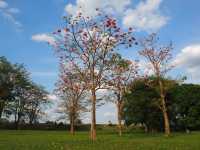 เที่ยวลพบุรี ท้ายเขื่อนป่าสักชลสิทธิ์