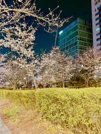 밤에 피는 팝콘을 볼 수 있는 곳🌸🌸벚꽃놀이