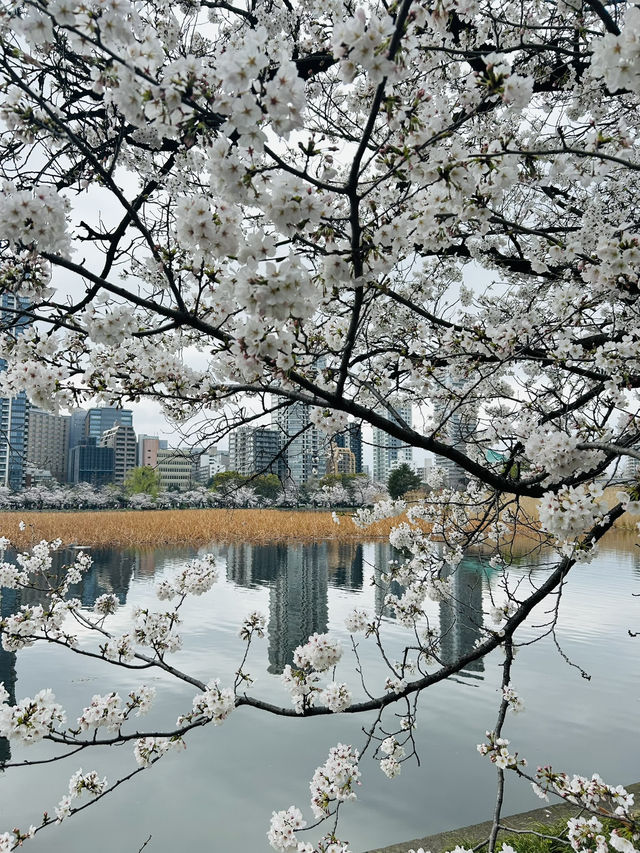 都内屈指のお花見名所🌸上野恩賜公園で春満喫！