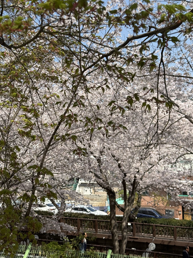 진해 여좌천 걷기 좋은 곳 