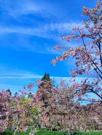 ไปดู The King of Cherry Blossom Alishan 