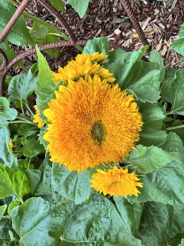 Melbourne international flower show