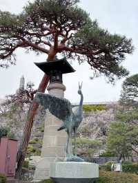 桜と石垣の絶景スポット｜Maizuru Castle Park in Full Bloom