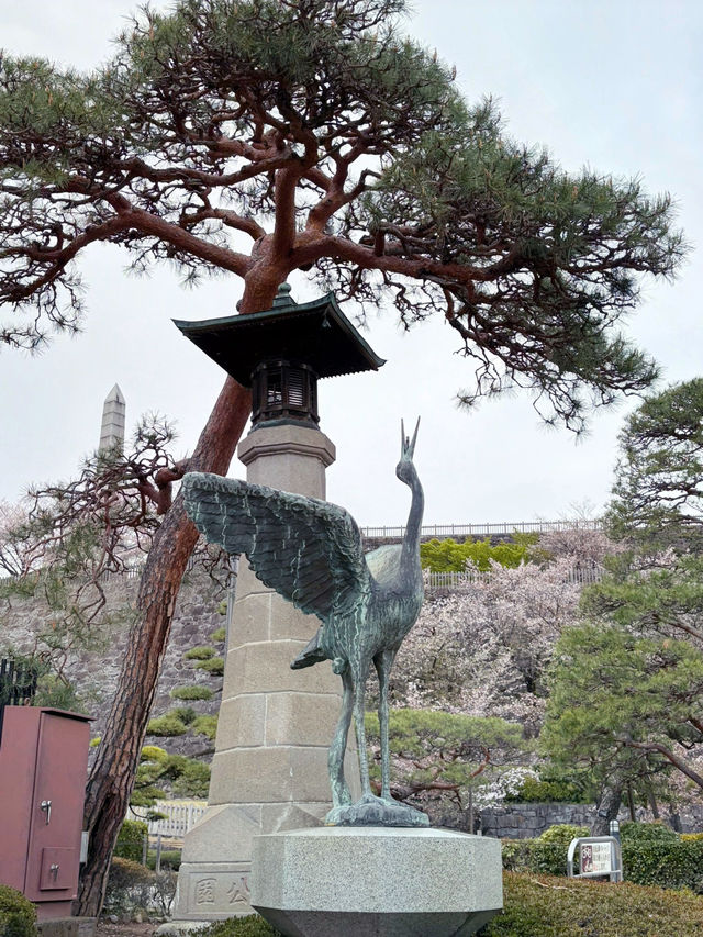 桜と石垣の絶景スポット｜Maizuru Castle Park in Full Bloom