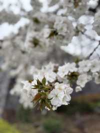 淡くて優しい春｜Taihaku Sakura at Kofu Yumekouji 