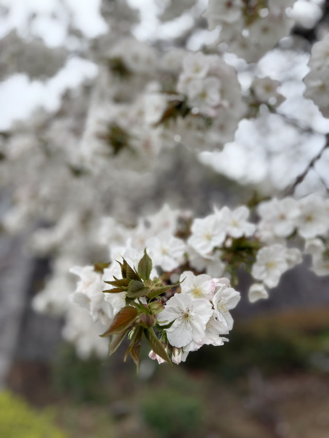 淡くて優しい春｜Taihaku Sakura at Kofu Yumekouji 