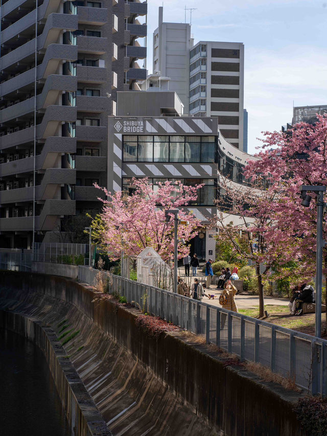 人が少なくねらい目！渋谷川の桜🌸