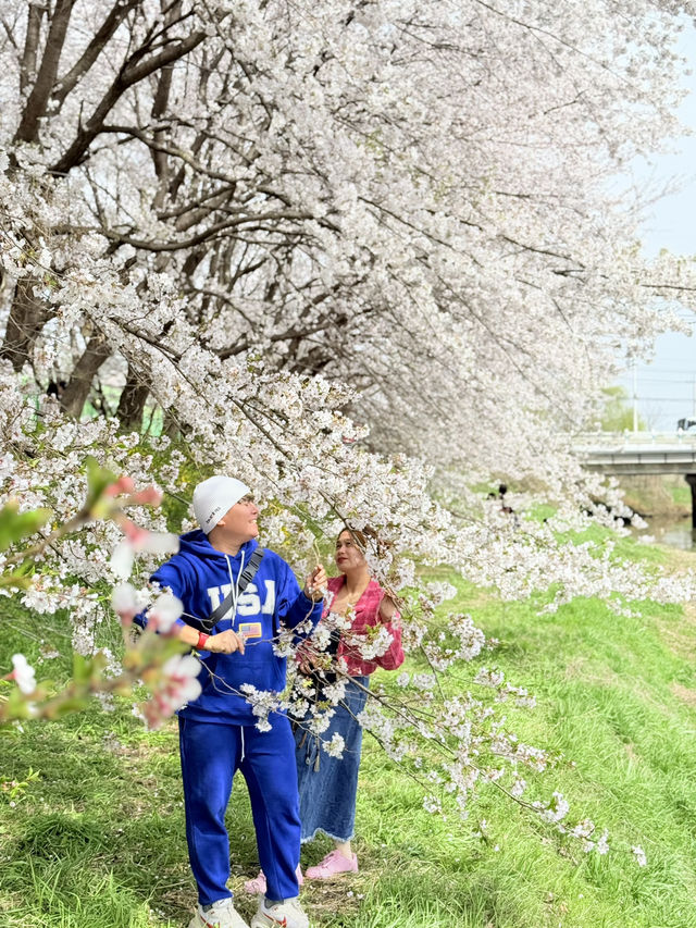 CHERRY BLOSSOMS IN SOUTH KOREA