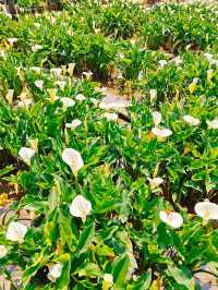竹子湖海芋季｜小瀑布海芋園的浪漫採花時光