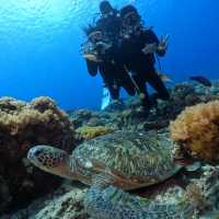 🤿潛進綠島的藍色奇遇！與海龜🌊🐢共游、牛港魚🐟擦身而過的神奇體驗🤩