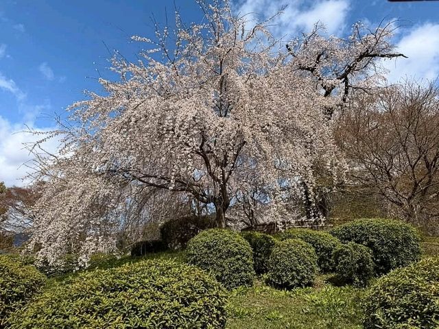 京都最古老的公園賞櫻---圓山公園，祇園枝垂櫻