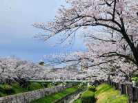 名古屋-山崎川四季之路，日本百佳賞櫻勝地